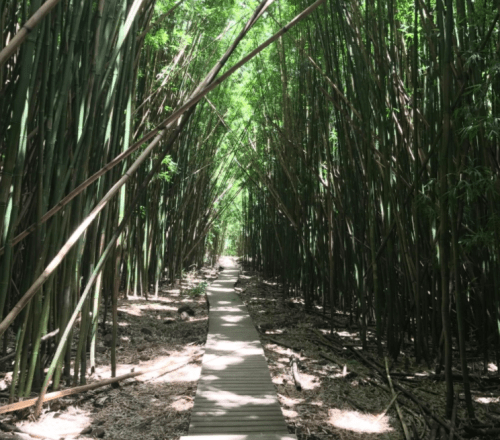 A wooden path winding through a dense bamboo forest, surrounded by tall green bamboo stalks.