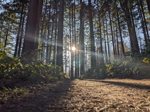 Sunlight filters through tall trees along a dirt path, creating a serene forest scene.