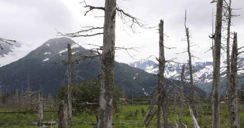 A landscape featuring dead trees in the foreground, with mountains and glaciers in the background under a cloudy sky.