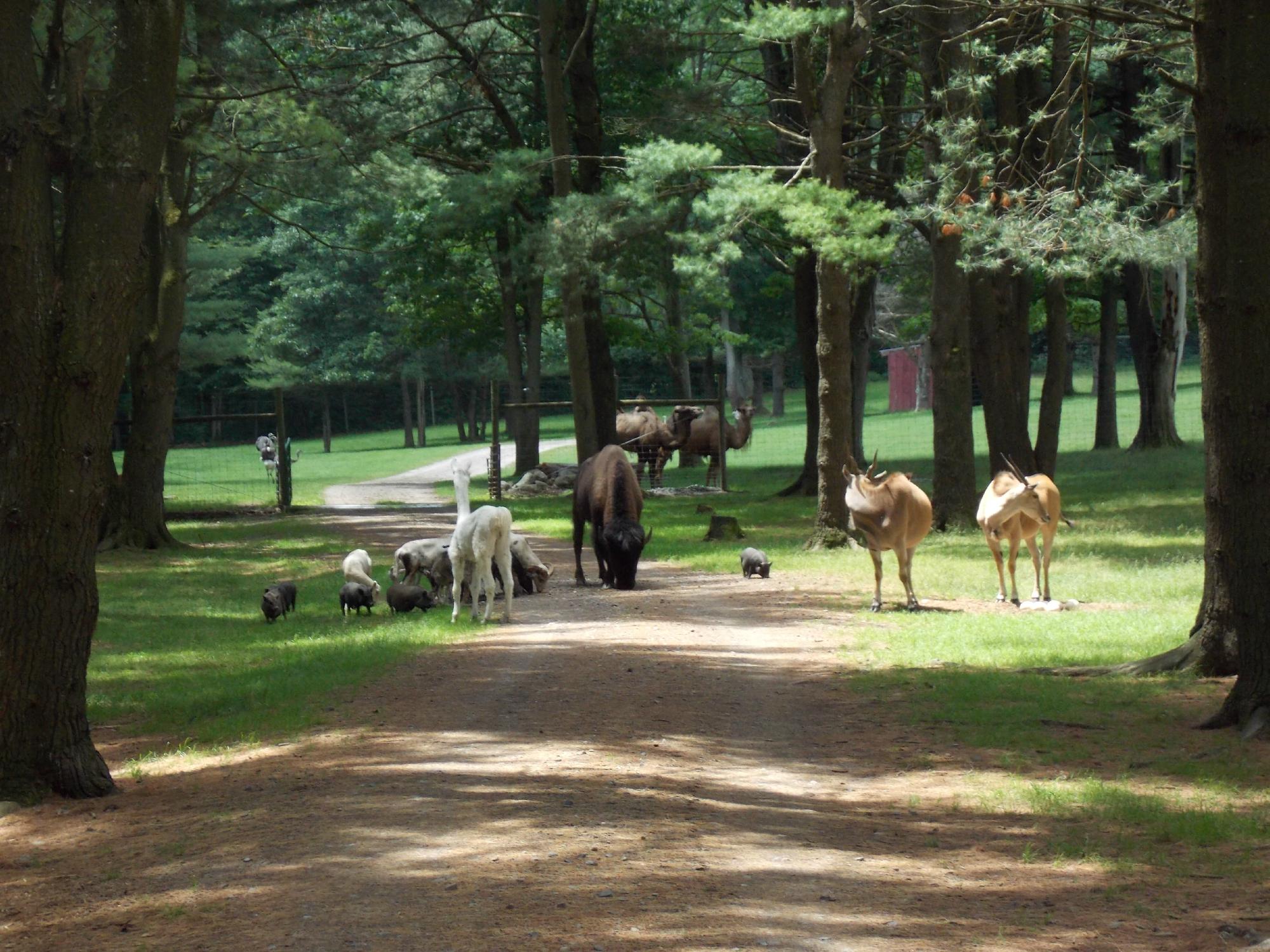 Everyone Should Visit New York s Adirondack Animal Land At Least Once