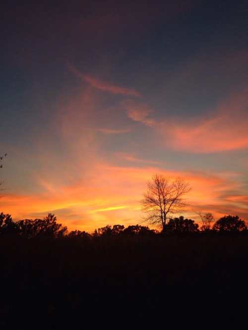 A vibrant sunset with orange and pink hues, silhouetting a bare tree against a darkening sky.