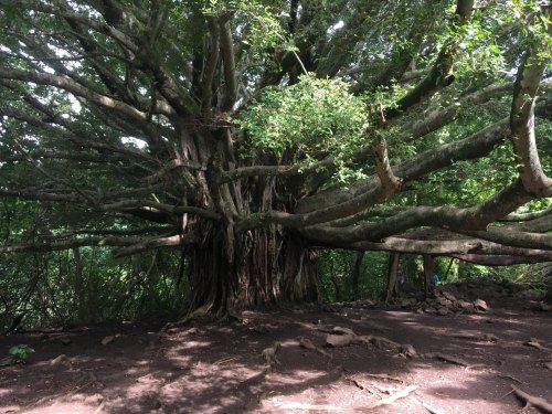 A large, sprawling tree with thick branches and lush green foliage in a forested area.