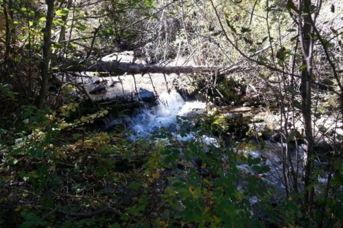 A small waterfall flows over rocks, surrounded by lush greenery and trees in a serene forest setting.