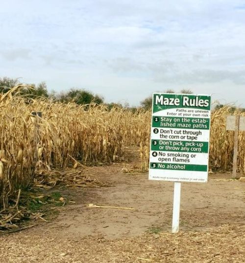 A sign with maze rules stands at the entrance of a corn maze, surrounded by tall corn stalks under a cloudy sky.
