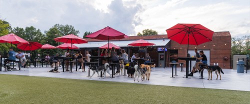 A lively outdoor patio with red umbrellas, people dining, and dogs roaming on a grassy area.