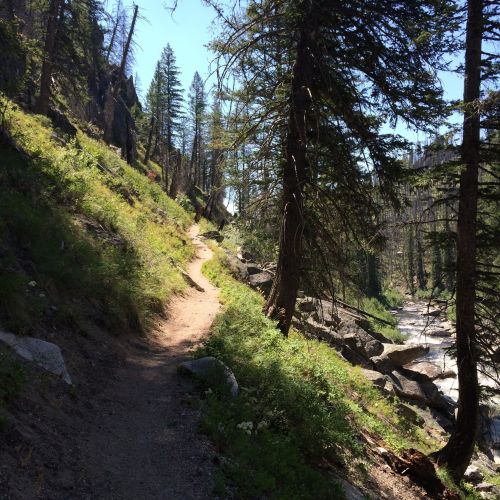 A narrow trail winds through a forested area with tall trees and rocky terrain beside a flowing river.
