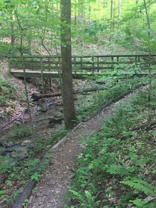 A wooded trail with a small stream and a wooden bridge surrounded by lush green foliage.