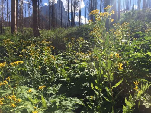 A vibrant field of yellow flowers surrounded by green foliage, with mountains and blue sky in the background.