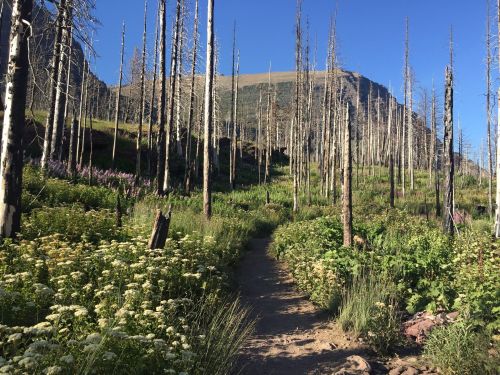 A path winds through a forest of tall, charred trees, surrounded by vibrant green plants and wildflowers under a clear blue sky.