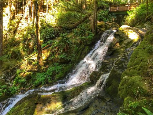 A serene waterfall cascades over mossy rocks, surrounded by lush greenery and dappled sunlight. A wooden bridge is visible above.