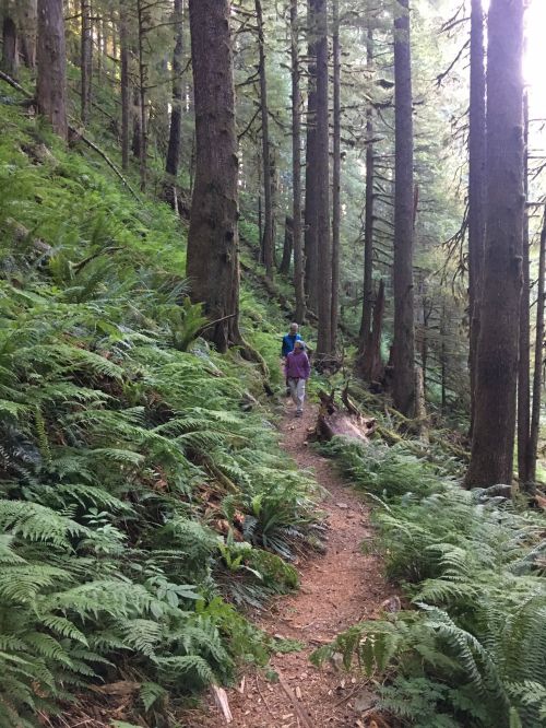 A person walks along a narrow trail through a lush, green forest filled with tall trees and ferns.