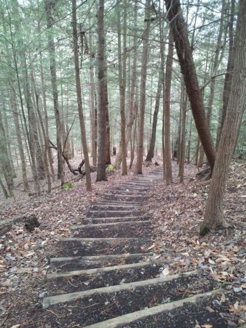 A winding wooden staircase descends through a dense forest of tall trees and fallen leaves.