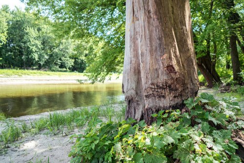 A large tree trunk beside a calm river, surrounded by lush greenery and sandy ground.
