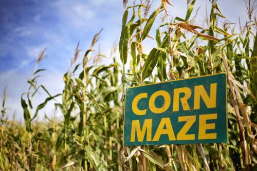 A bright sign reading "CORN MAZE" stands among tall corn plants under a blue sky.