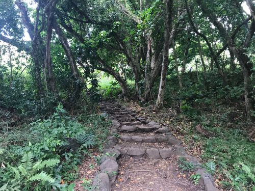 A stone pathway winds through a lush, green forest filled with trees and ferns.
