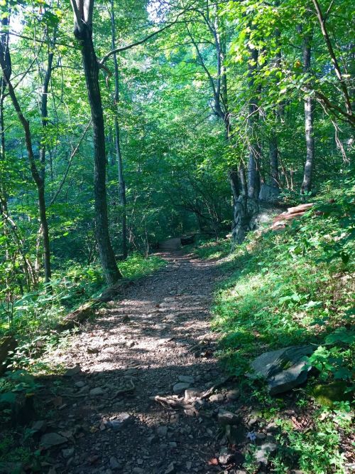 A winding dirt path through a lush green forest, surrounded by trees and dappled sunlight.