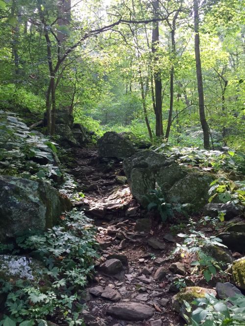 A rocky trail winds through a lush green forest, surrounded by trees and vibrant foliage.