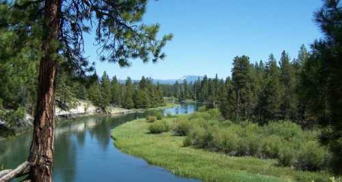 A serene river winding through lush green trees under a clear blue sky.