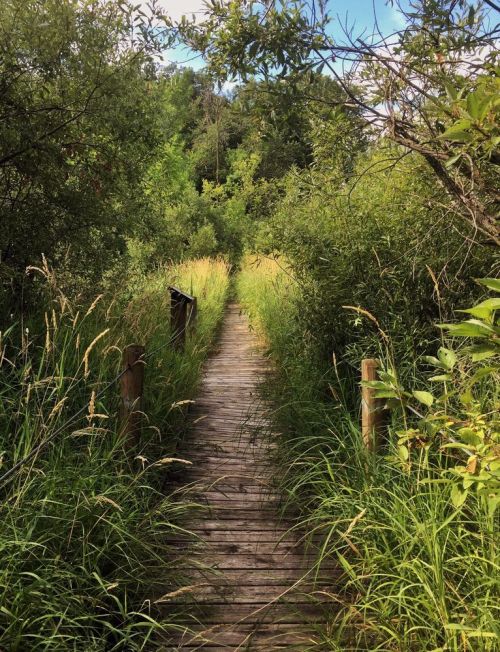 A wooden path winds through lush greenery and tall grass, leading into a serene natural setting.