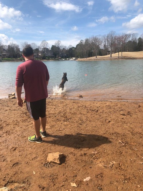 A person in a maroon shirt watches a dog jumping into a lake to fetch a toy on a sunny day.