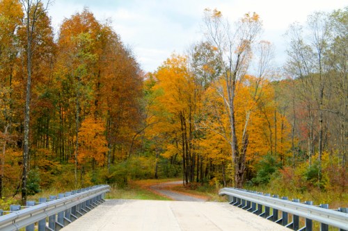 A scenic view of a bridge leading into a colorful autumn forest with vibrant orange and yellow leaves.