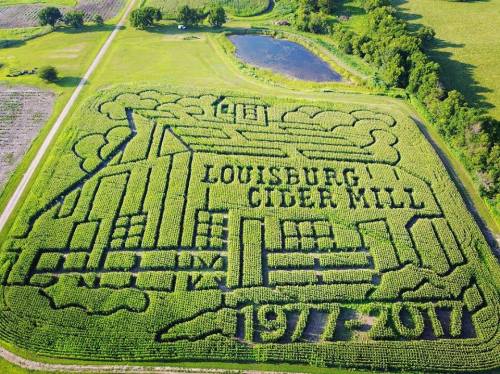 Aerial view of a corn maze featuring the Louisburg Cider Mill design, with trees and a pond in the background.