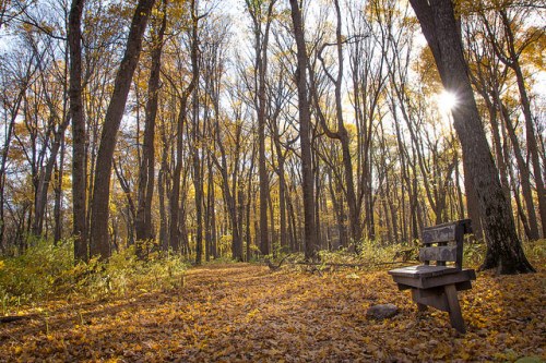 A wooden bench in a serene forest, surrounded by autumn leaves and sunlight filtering through the trees.