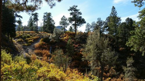 A scenic view of a forested hillside with colorful autumn foliage and tall pine trees under a clear blue sky.