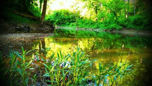 A serene river scene surrounded by lush green trees, reflecting the vibrant foliage in calm water.
