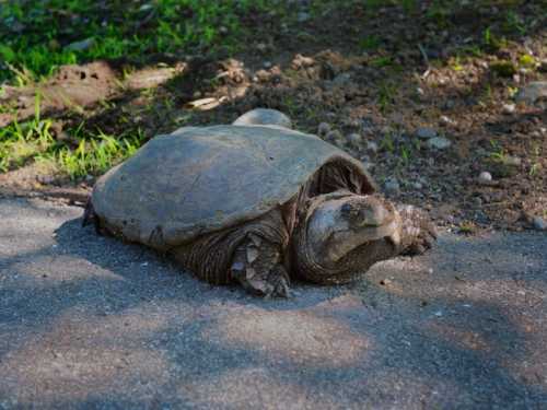 A large turtle resting on a gravel path, surrounded by grass and dirt.