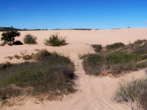 A sandy landscape with sparse vegetation and a winding path leading through the dunes under a clear blue sky.