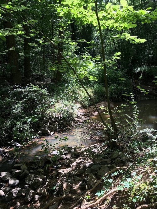 A serene forest scene with a small stream, surrounded by lush green trees and rocky terrain. Sunlight filters through the leaves.