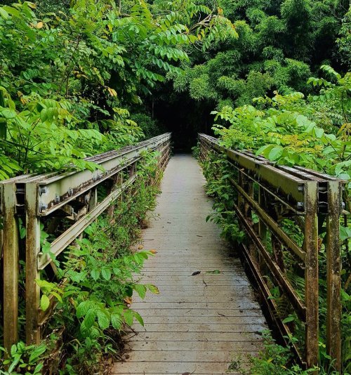 A wooden bridge surrounded by lush green foliage, leading into a dense forest.