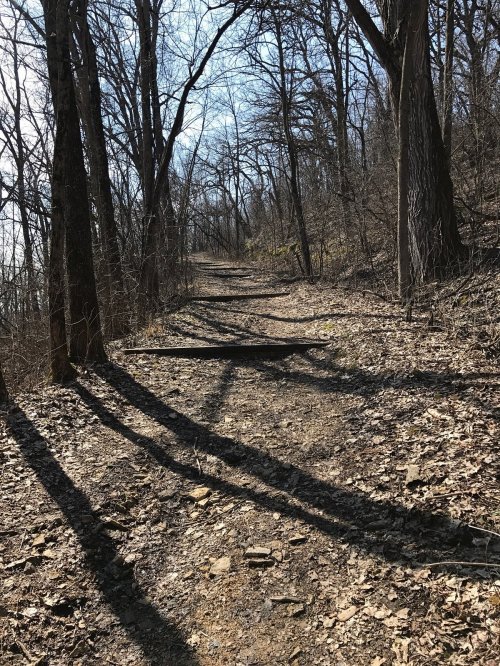 A winding dirt path through a wooded area, with tall trees casting long shadows on the ground.