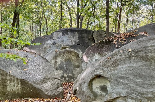 Large, smooth boulders surrounded by trees and fallen leaves in a forested area.