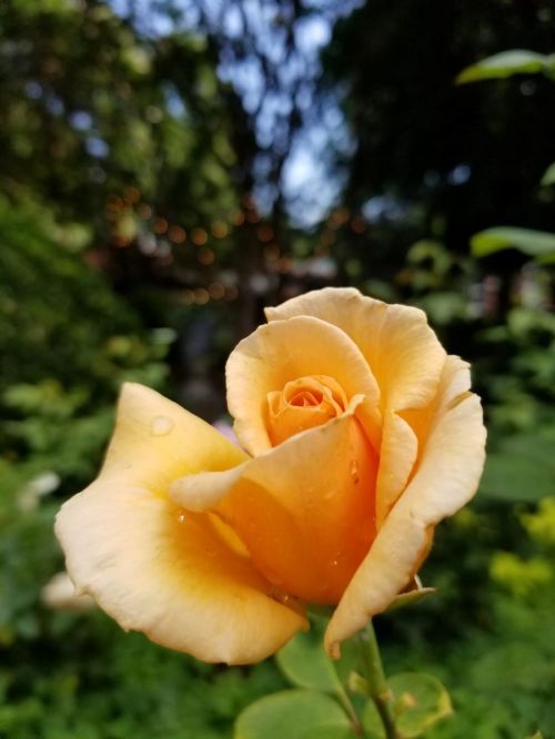 A close-up of a soft orange rose with water droplets, set against a blurred green garden background.