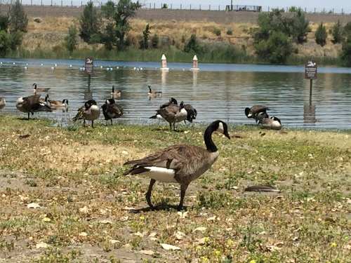 A Canada goose walks on the shore near a lake, surrounded by other geese and signs in the background.