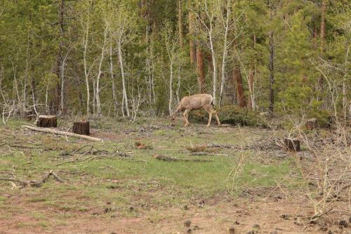 A deer grazes in a forest clearing surrounded by trees and stumps.