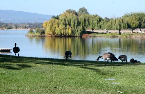 A serene lakeside scene with geese grazing on the grass, surrounded by trees and calm water.