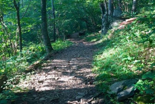A rocky trail winding through a lush green forest with sunlight filtering through the trees.
