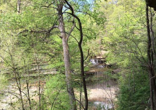 A serene forest scene featuring a small waterfall surrounded by lush green trees and a calm stream.