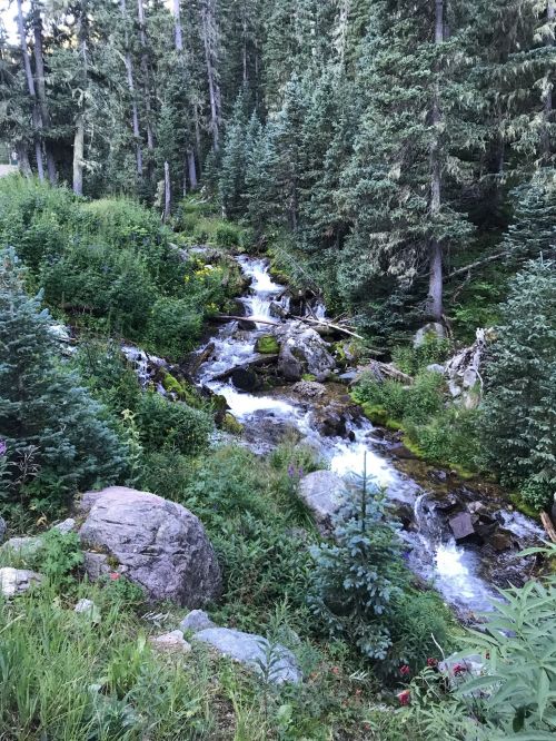 A serene forest scene featuring a flowing stream surrounded by lush greenery and tall trees.