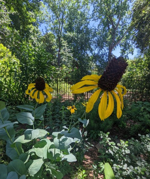 Two vibrant yellow flowers with dark centers stand tall in a lush green garden, surrounded by greenery and trees.