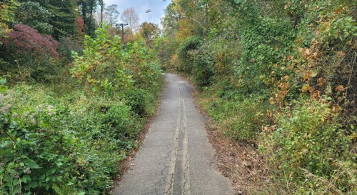 A narrow, overgrown path lined with greenery, leading through a colorful autumn landscape.