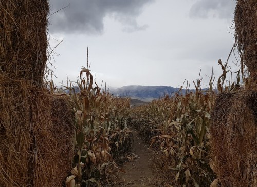 A path through tall corn stalks leads to distant mountains under a cloudy sky.