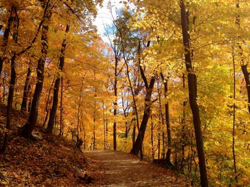 A winding path through a vibrant forest of orange and yellow autumn leaves under a clear blue sky.