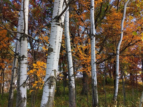 A forest of white birch trees surrounded by vibrant autumn foliage in shades of orange and yellow.