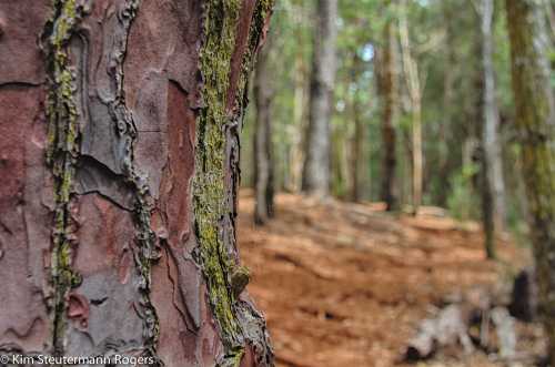 Close-up of textured tree bark with moss, set against a blurred forest background.