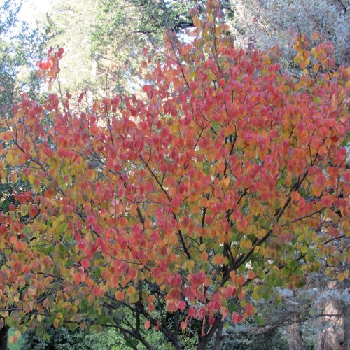 A vibrant tree with red and orange leaves, surrounded by greenery and soft sunlight filtering through.