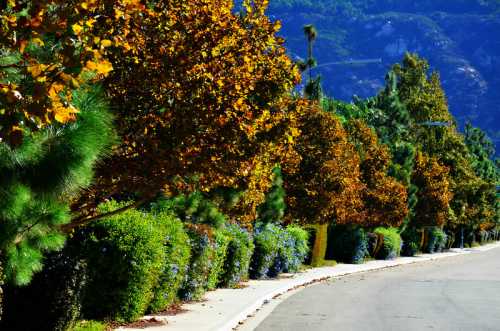 A scenic road lined with trees displaying autumn colors and lush greenery, with mountains in the background.